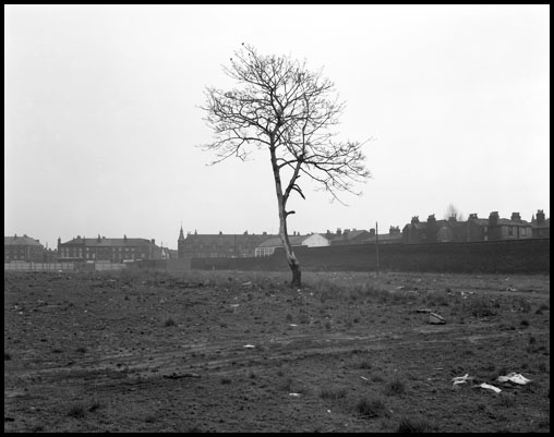 tree smithdown road